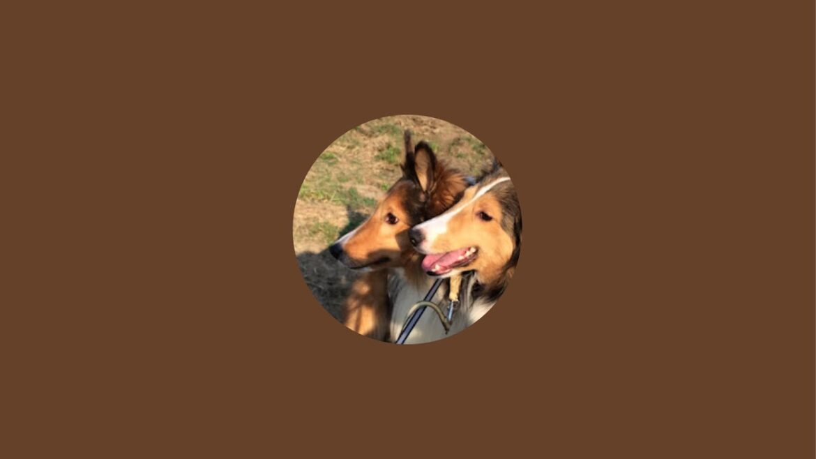 2024年　春季高校野球　滋賀大会　準決勝　近江vs八幡商